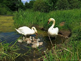 swan family / ***