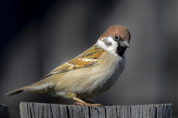 Spatz / ***