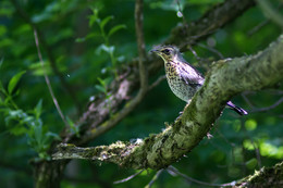 Fledgling Amsel / ***