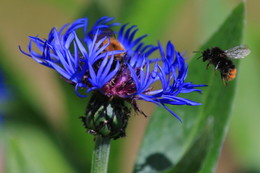 Kornblume / ***