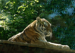 &nbsp; / zoo, Moscow