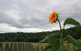 waiting for the sun / ***