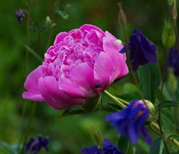 Peony / ***