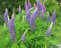 Lupins / ***