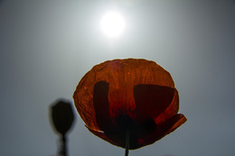wordless / ***