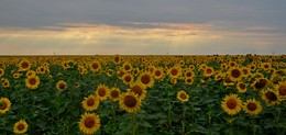 Sunflowers / ***