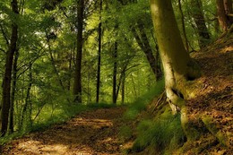 Forest trail / ***