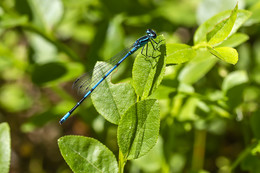 Dragonfly / ***