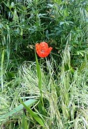 The Scarlet Flower / ***