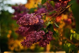 lilac / ***
