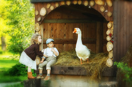 geese / ***