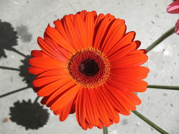 Gerbera / ***