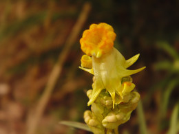 shades of yellow / ***