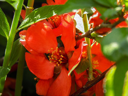 Beauty / ***