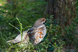 grouse / ***