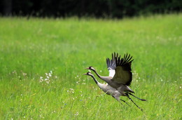 Pashkevich68 / Pashkevich68