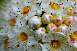 Spring / ***