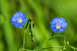 Flax flower / ***