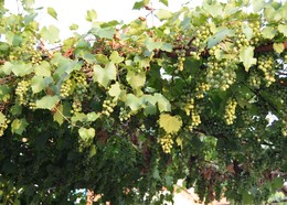 Green / ***