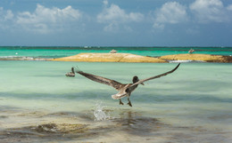 Pelican / ...