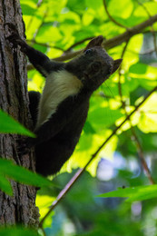 Squirrel / ***