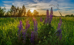 Lupinen / ***
