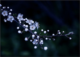 Constellation / ***