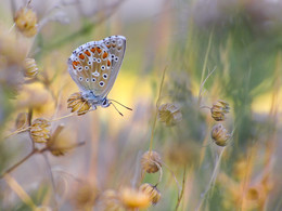 About a butterfly / ***
