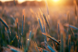 fields of gold / ***