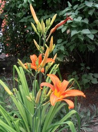 Daylily / ***