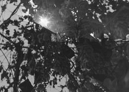 Herbst-Traum- / ***