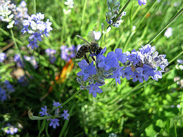 Lavendel / ***