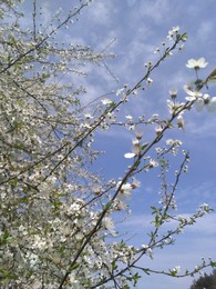 Frühling / ***