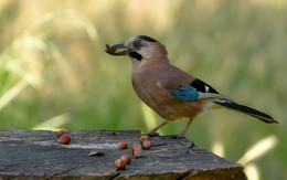  / Garrulus glandarius