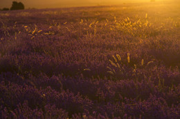 Cold morning / ***
