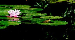 idyll / ***