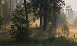 Morgen / ***