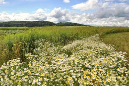 Chamomile summer / ***