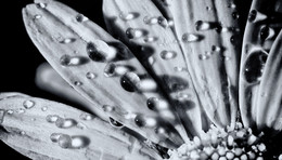 After the rain / ***