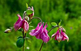 Columbine / ***