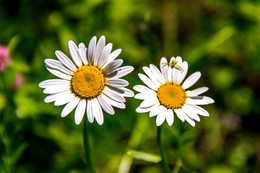 Gänseblümchen / ***