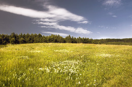 Grassland / ***