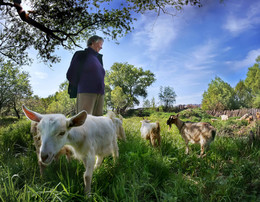 Shepherdess / ***