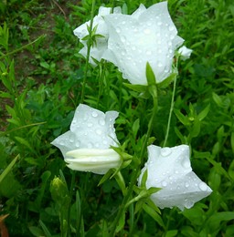 After the rain / ***