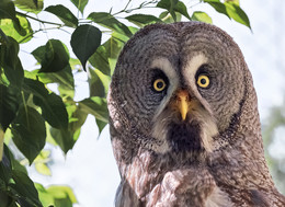 The great gray owl / ***