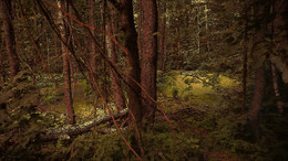 Im Wald / ***