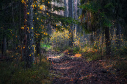 in den herbstlichen Wald / ***