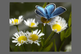 Copper-butterfly / ***