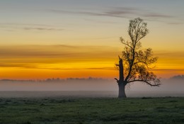 Lonely tree / ***