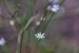 Flower ... / ***